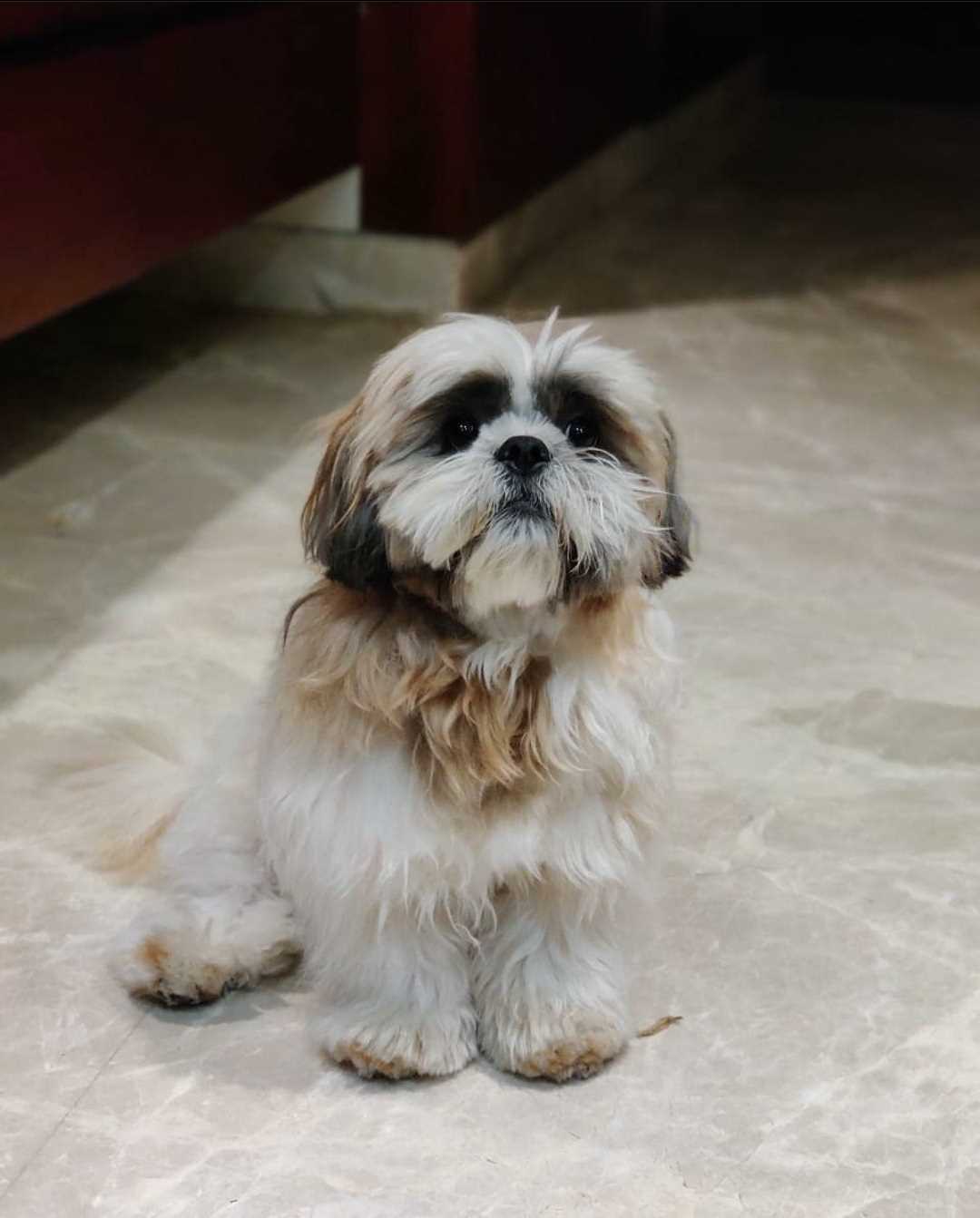 Shih Tzu Dogs For Mating In Kochi