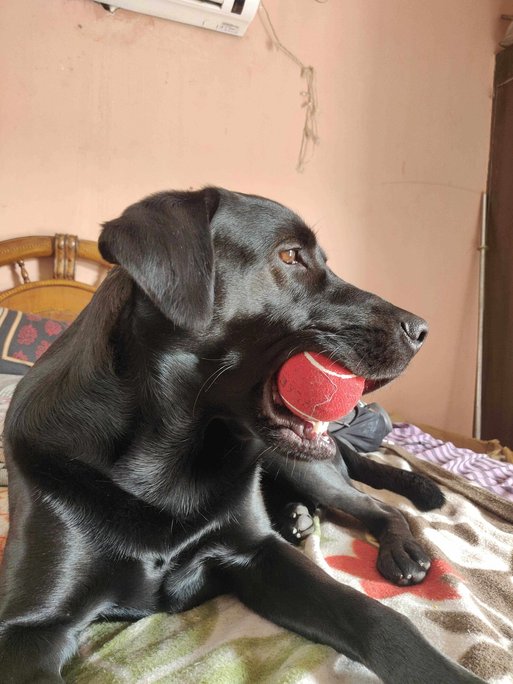 Labrador Retriever Dogs For Mating In Eluru