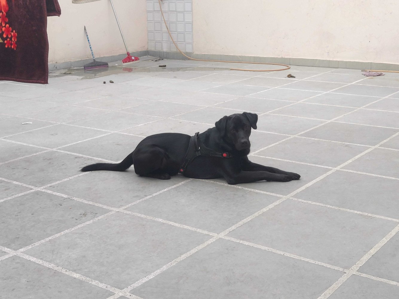 Labrador Retriever Dogs For Mating In Eluru