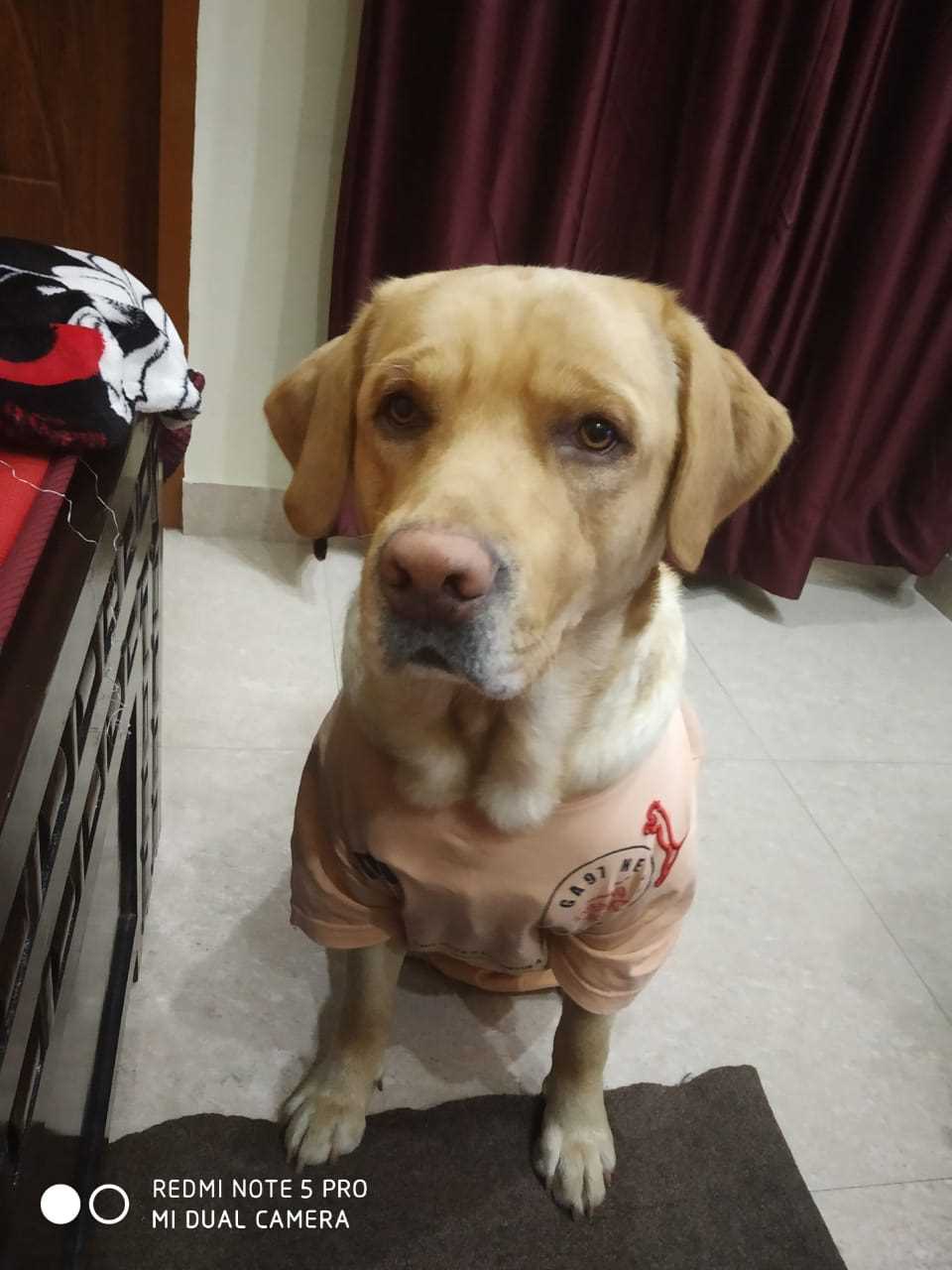 Labrador Retriever Dogs For Mating In Bhilai Nagar
