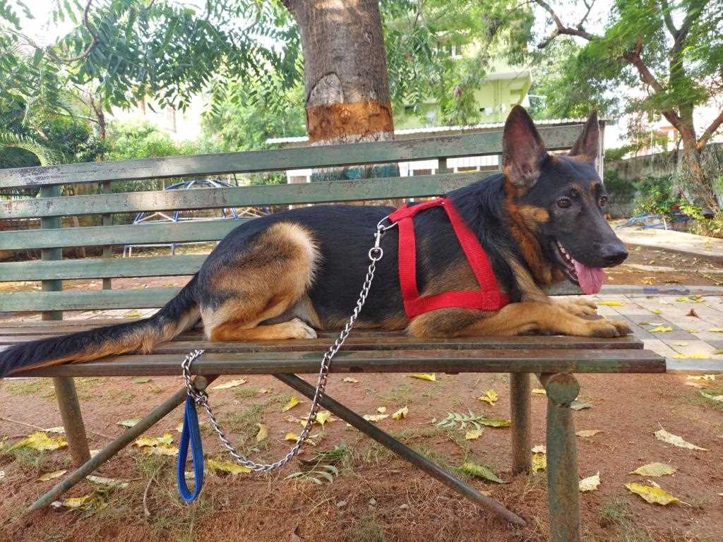 German Shepherd Dogs For Mating In Hyderabad