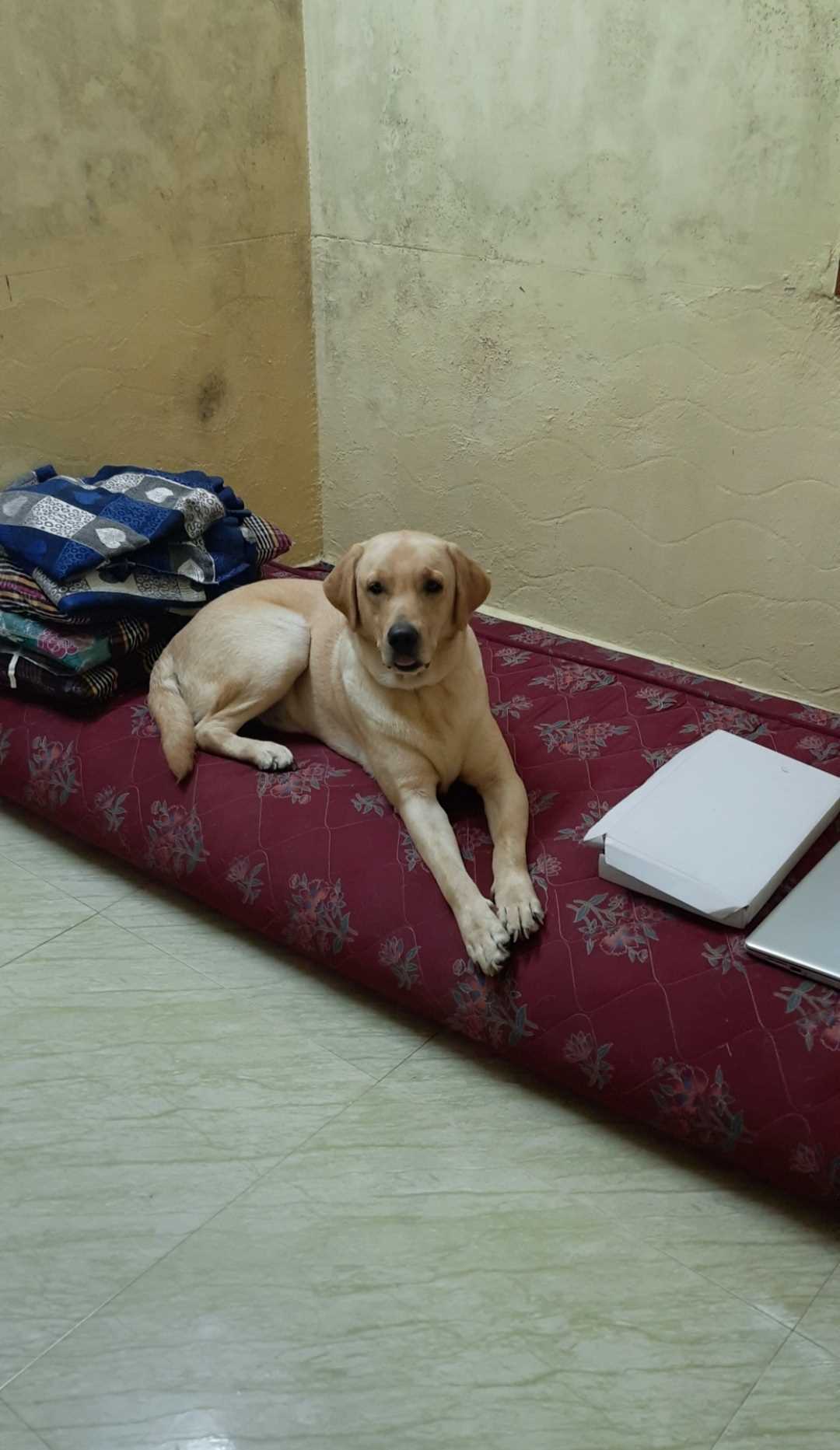 Labrador Retriever Dogs For Mating In Chennai