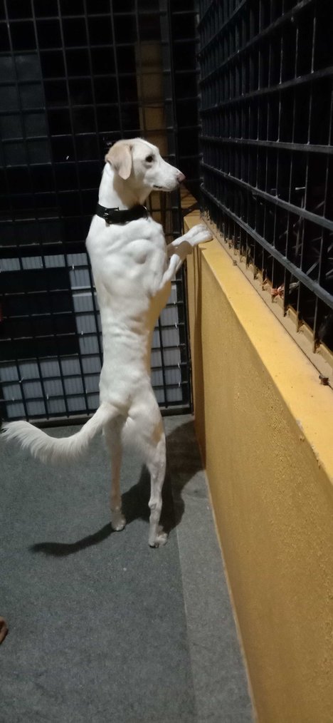 Mudhol hound Dogs For Mating In Bangalore