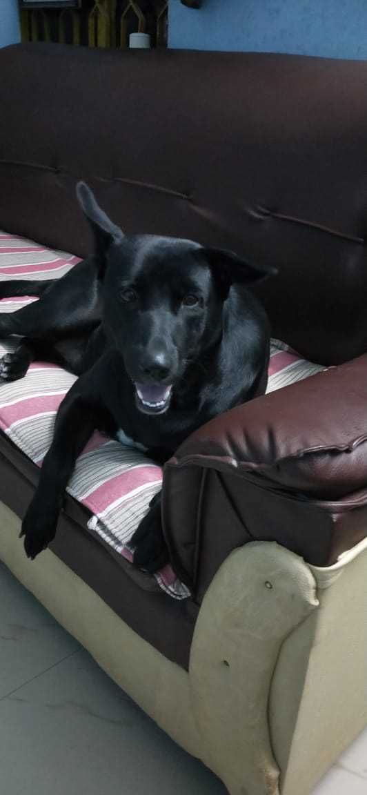 Labrador Retriever Dogs For Mating In Jaipur