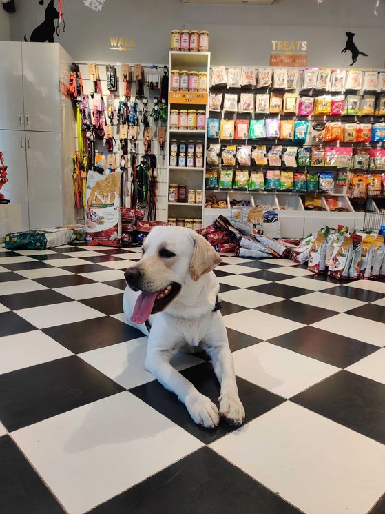 Labrador Retriever Dogs For Mating In Hyderabad