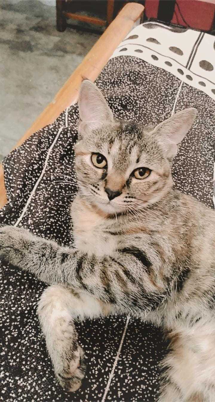 Indian Breed For Adoption In Nagpur
