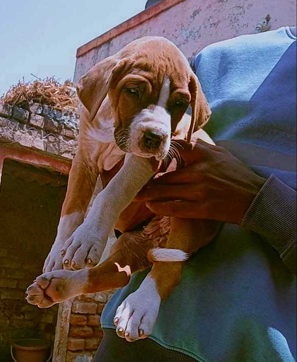 Indian shop mastiff puppy