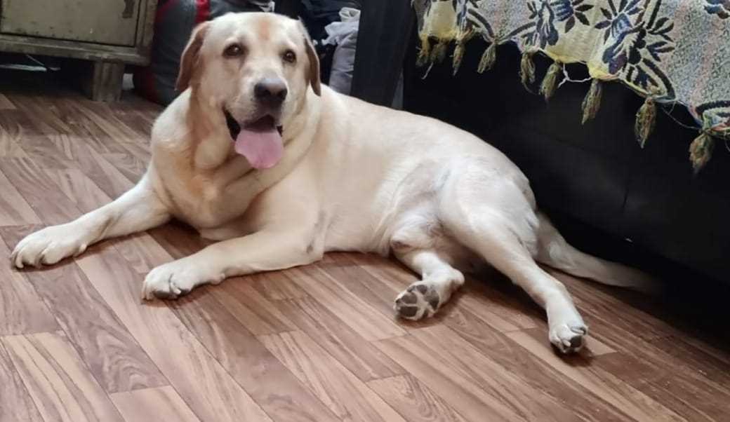 Labrador Retriever Dogs For Mating In Delhi