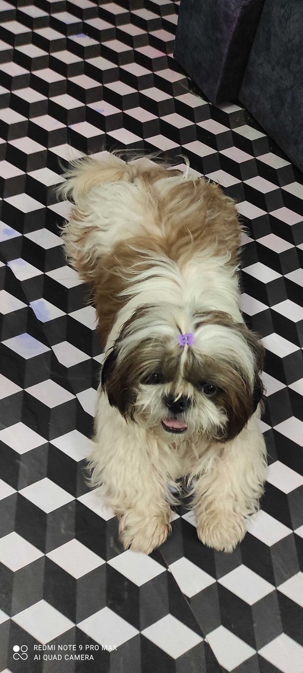 Shih Tzu Dogs For Mating In Hyderabad
