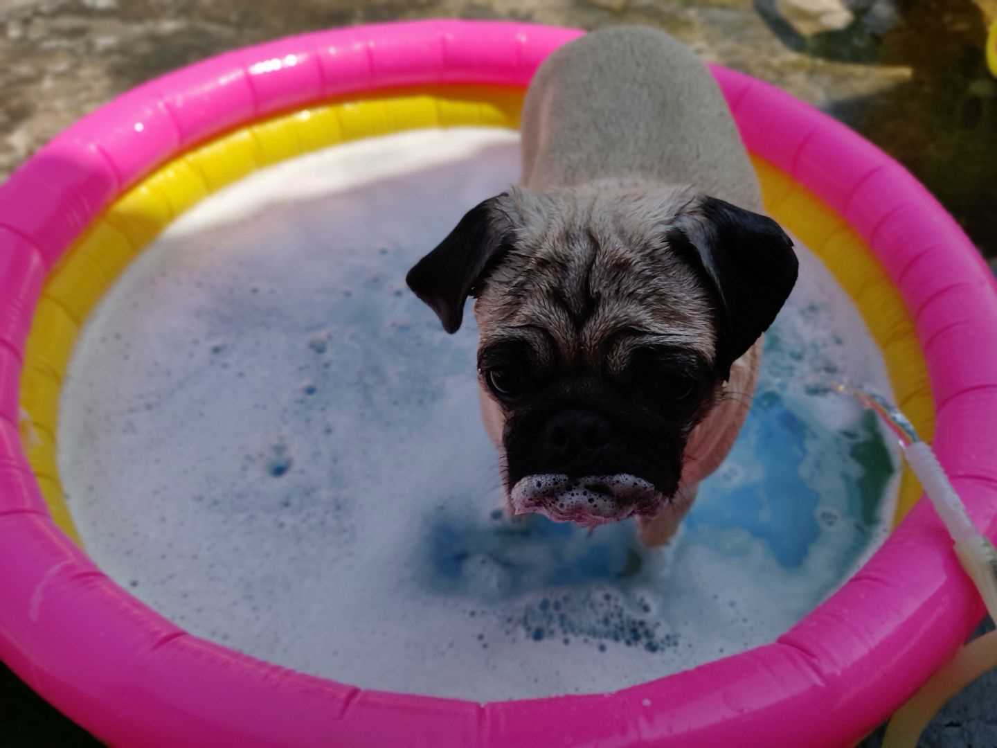 Pug Dogs For Mating In Mysore