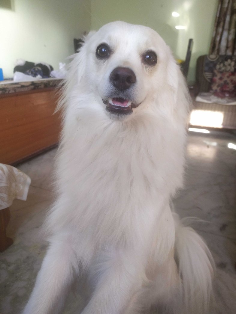 Indian Spitz Dogs For Mating In Lucknow