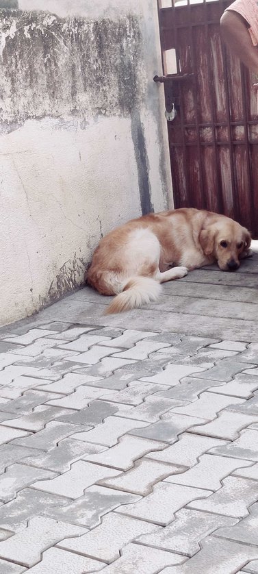 Golden Retriever Dogs For Mating In Vijayawada
