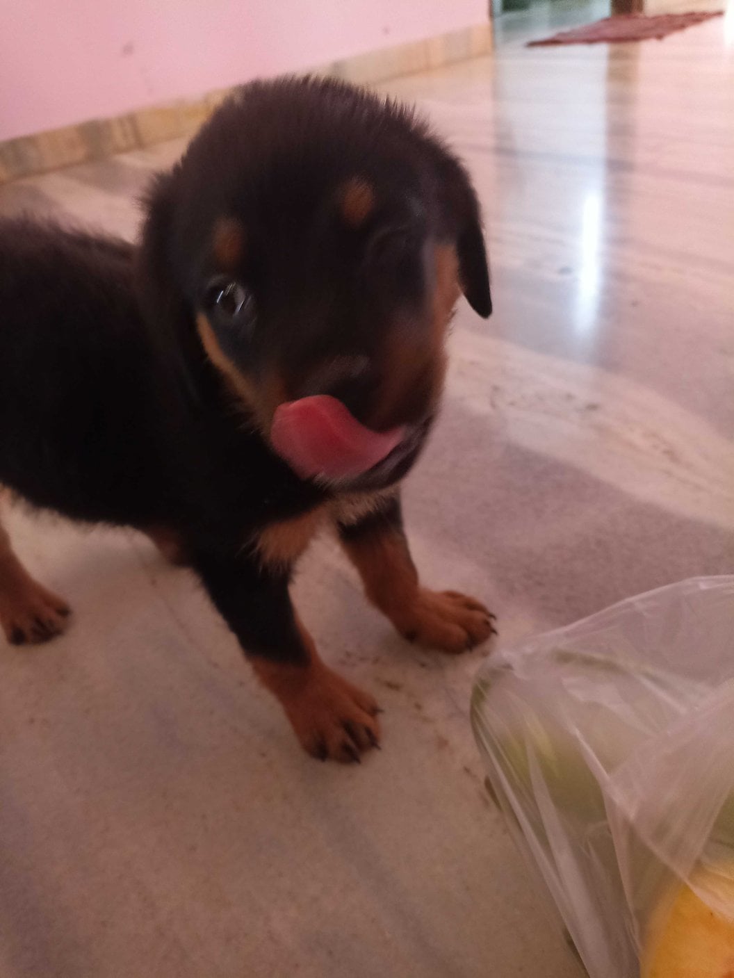 Rottweiler For Sale In Jaipur