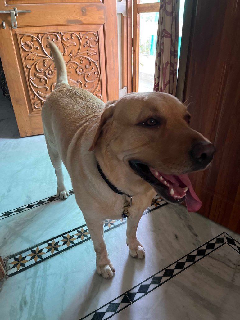 Labrador Retriever Dogs For Mating In Hyderabad