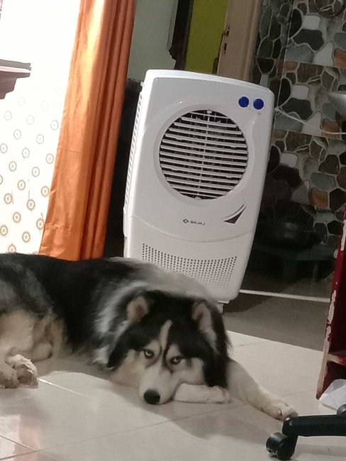 Siberian Husky Dogs For Mating In Lucknow