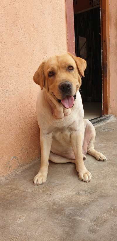 Labrador Retriever Dogs For Mating In Pune