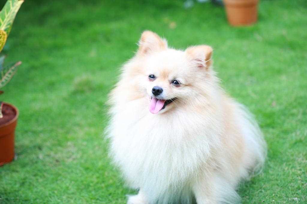 Pomeranian Dogs For Mating In Hyderabad