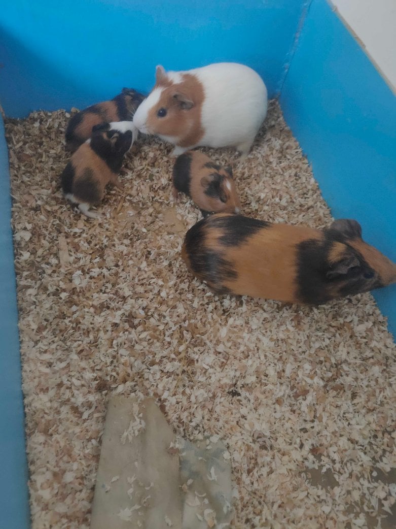 Guinea Pigs For Adoption In Bangalore