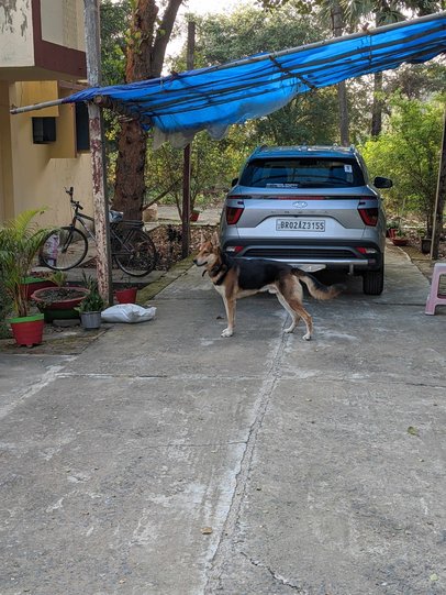 German Shepherd Dogs For Mating In Kanpur