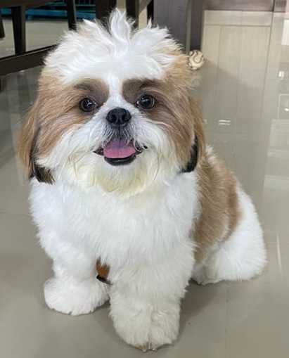 Shih Tzu Dogs For Mating In Hyderabad