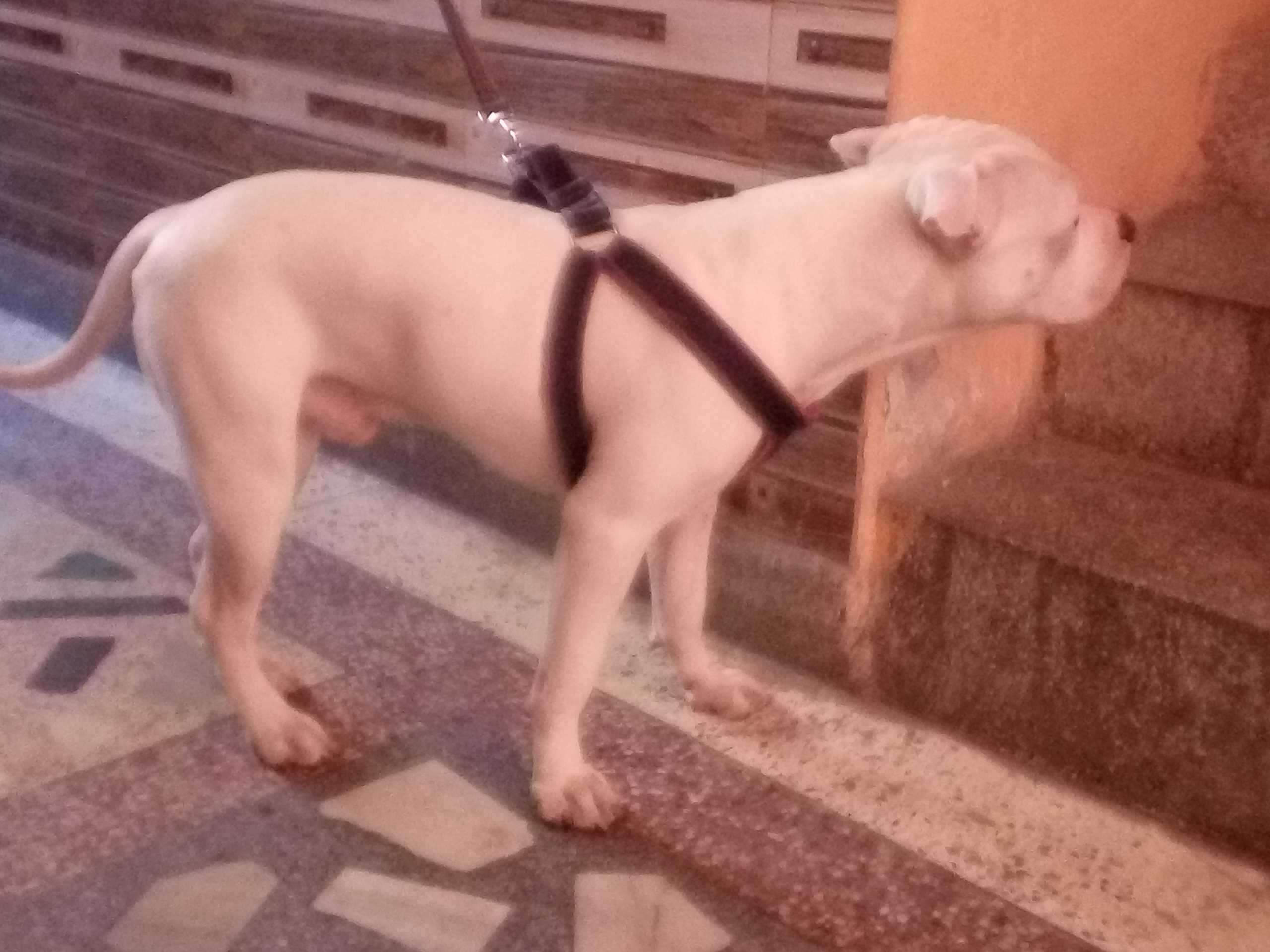 American Bully Dogs For Mating In Pune