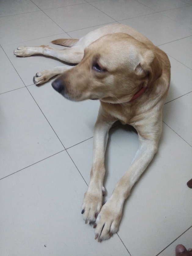 Labrador Retriever Dogs For Mating In Chennai