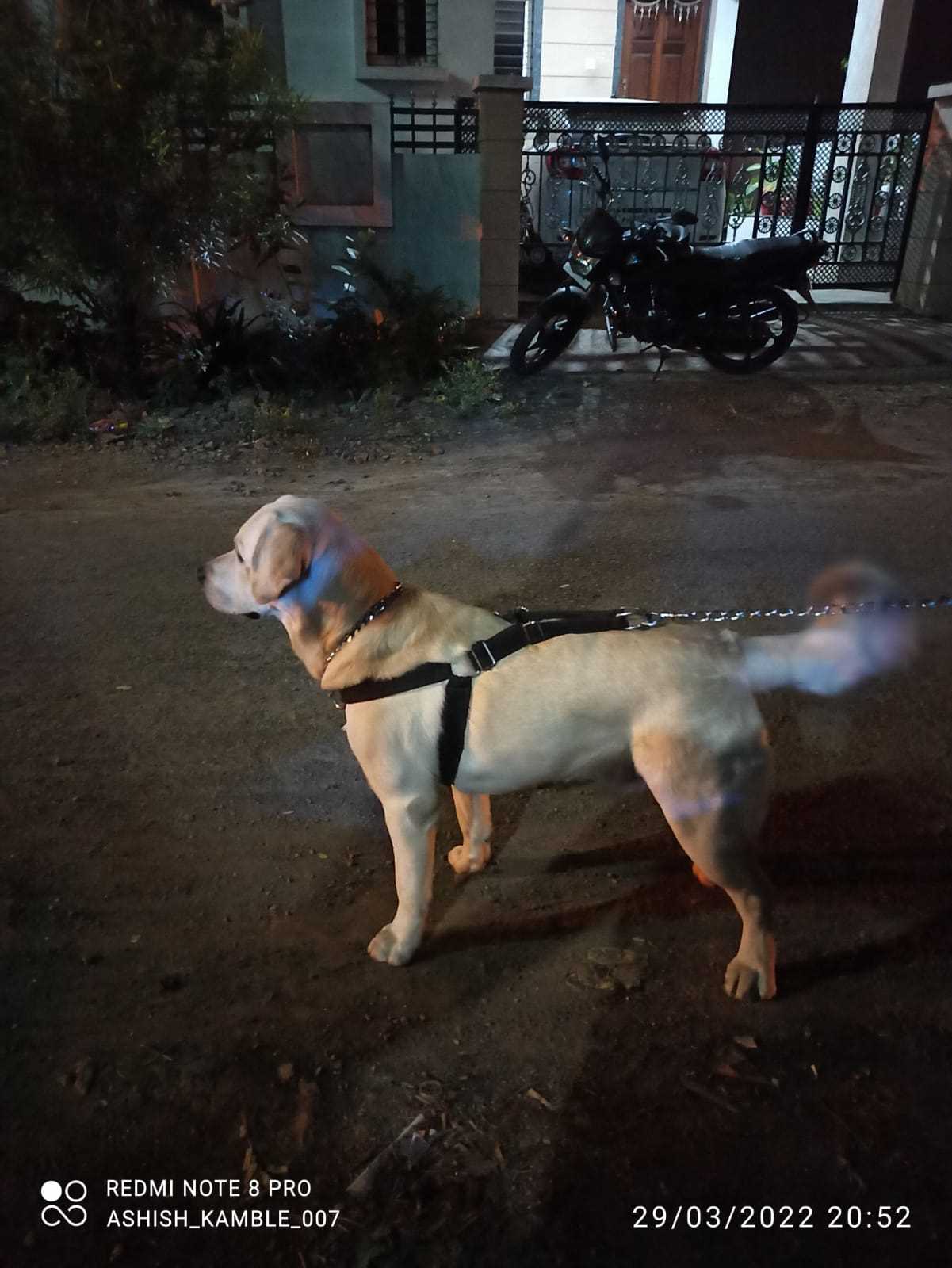 Labrador Retriever Dogs For Mating In Kannur