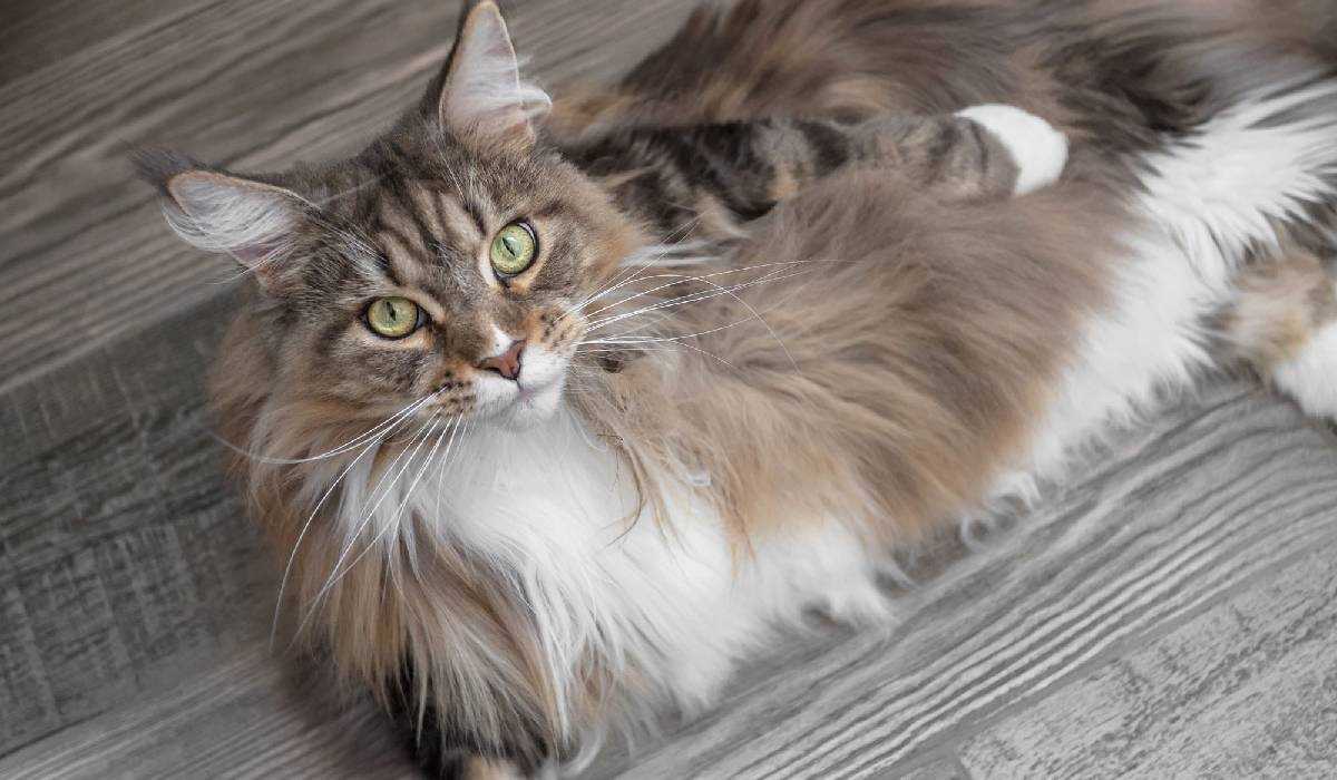 The 13 Best Cat Breeds for First-Time Owners - Affectionate Pet Cats