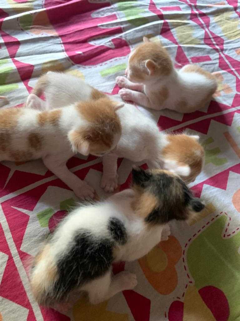 Kittens and Cats for Adoption Kolkata | Mr n Mrs Pet