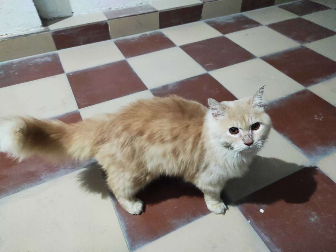 Persian For Sale In Aligarh