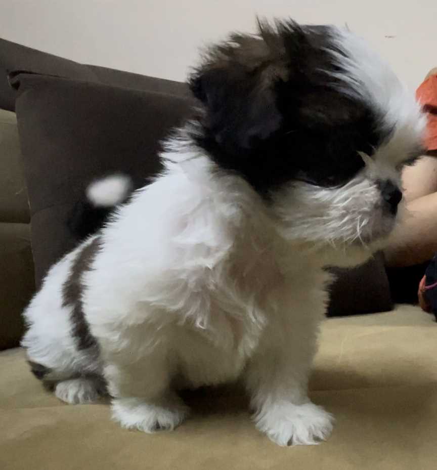 Shih Tzu For Sale In Jaipur