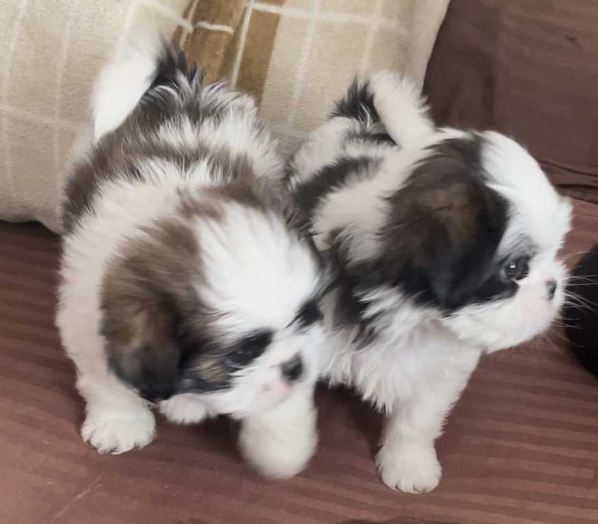 Shih Tzu For Sale In Jaipur
