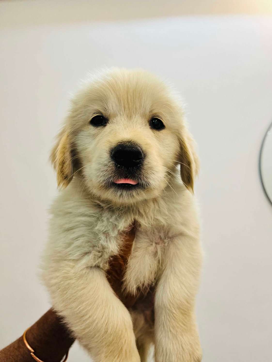 Golden Retriever Puppies for sale in India At Best Prices | Mr n Mrs Pet