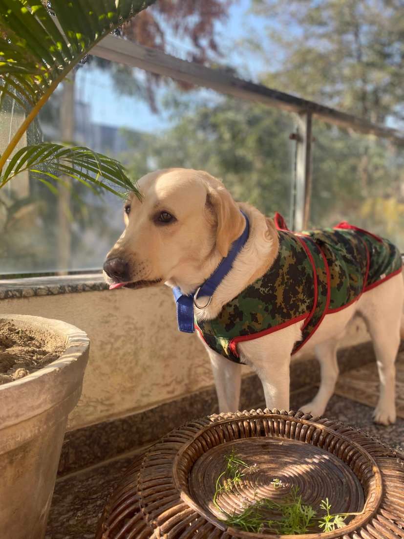 Labrador Retriever Dogs For Mating In Gurgaon