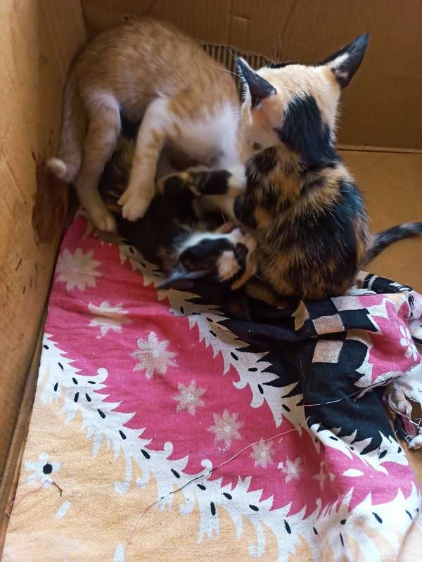 Indian Breed For Adoption In Belgaum