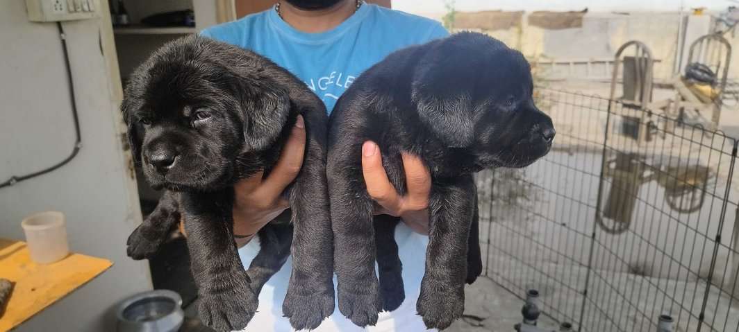 Labrador Retriever Puppies for sale in India At Best Prices | Mr n Mrs Pet