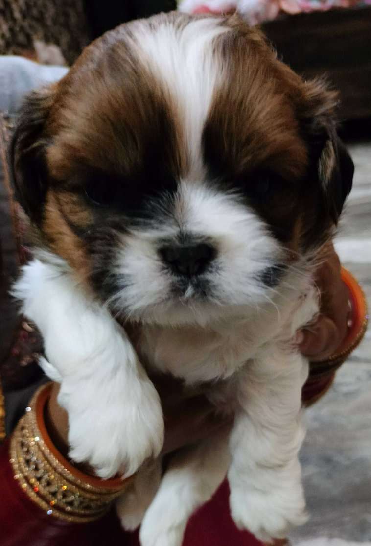 Shih Tzu For Sale In Delhi