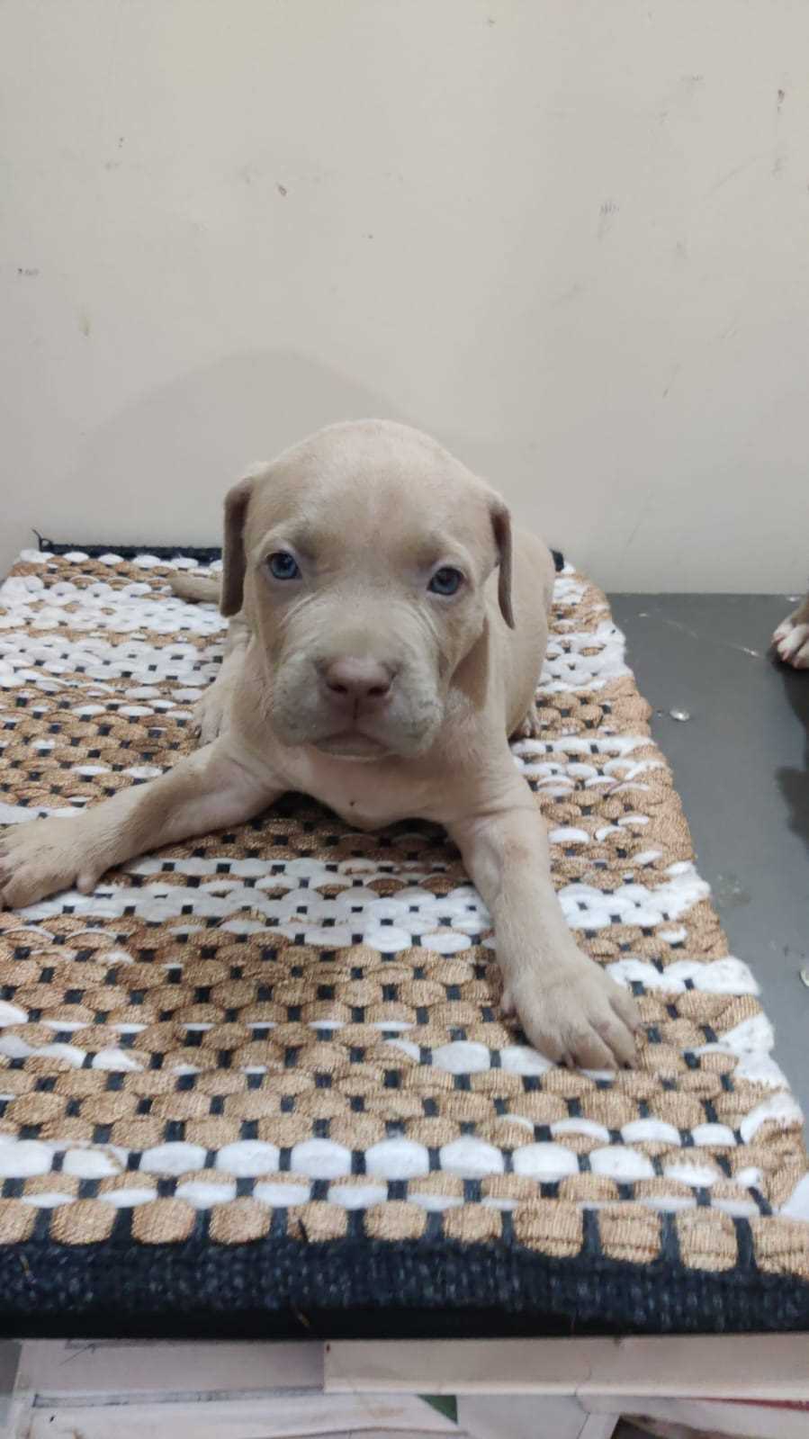 American Bully For Sale In Hyderabad