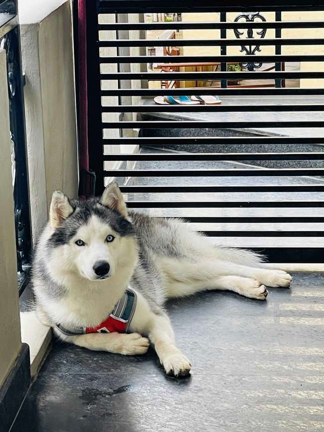 Siberian Husky Dogs For Mating In Bangalore