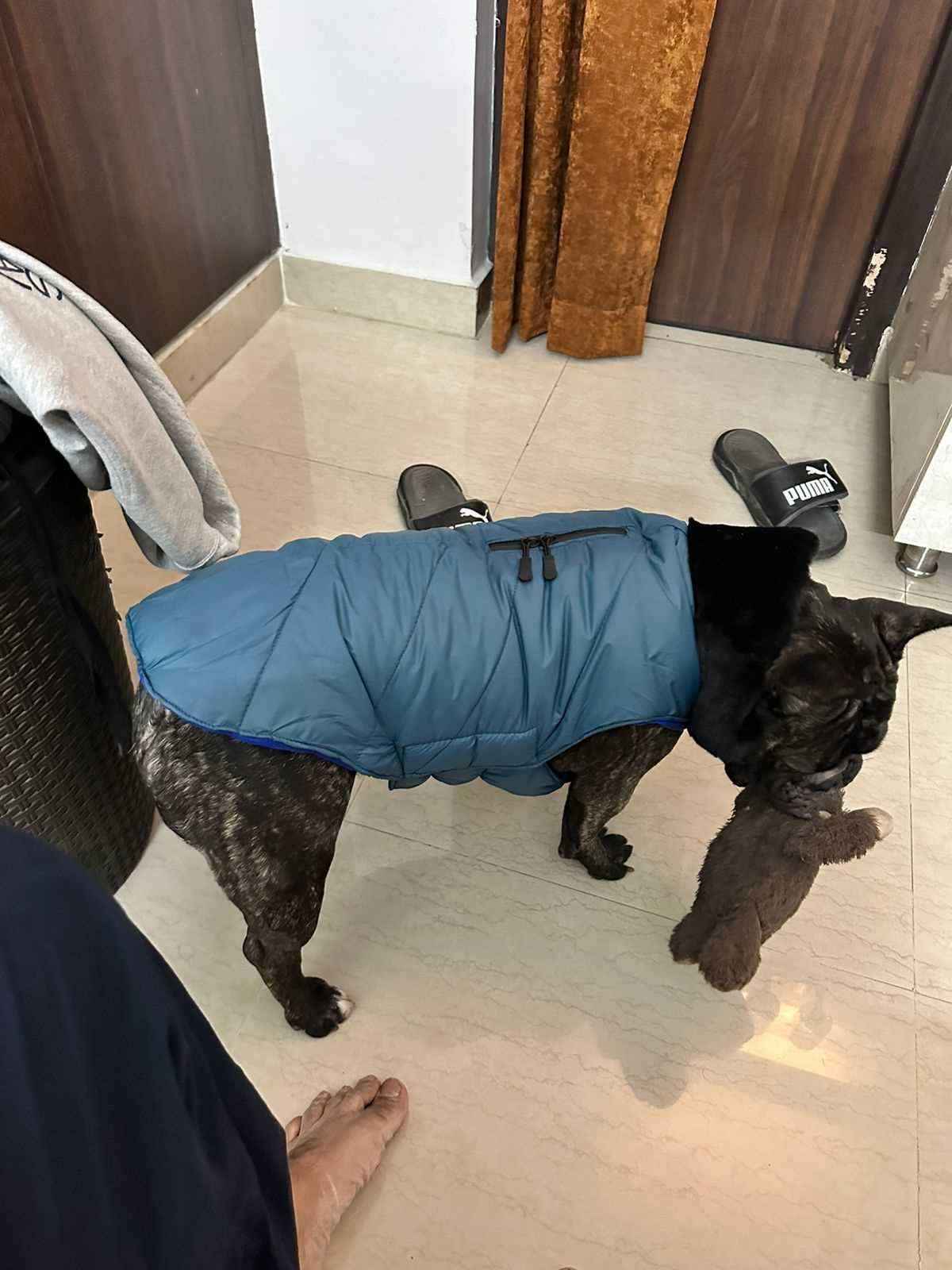 French Bulldog For Sale In Noida