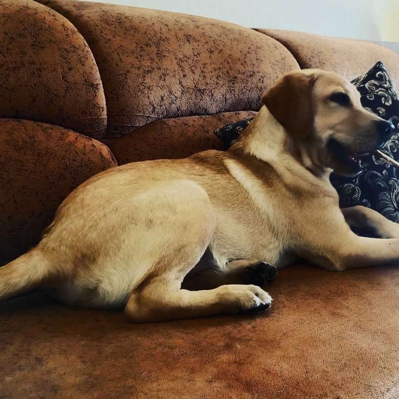Labrador Retriever For Adoption In Jaipur