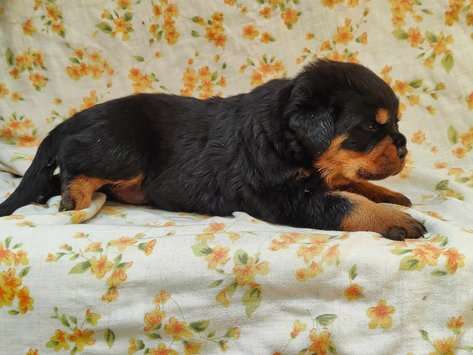 Rottweiler Puppies for sale in Bangalore | Rottweiler Price in Bangalore