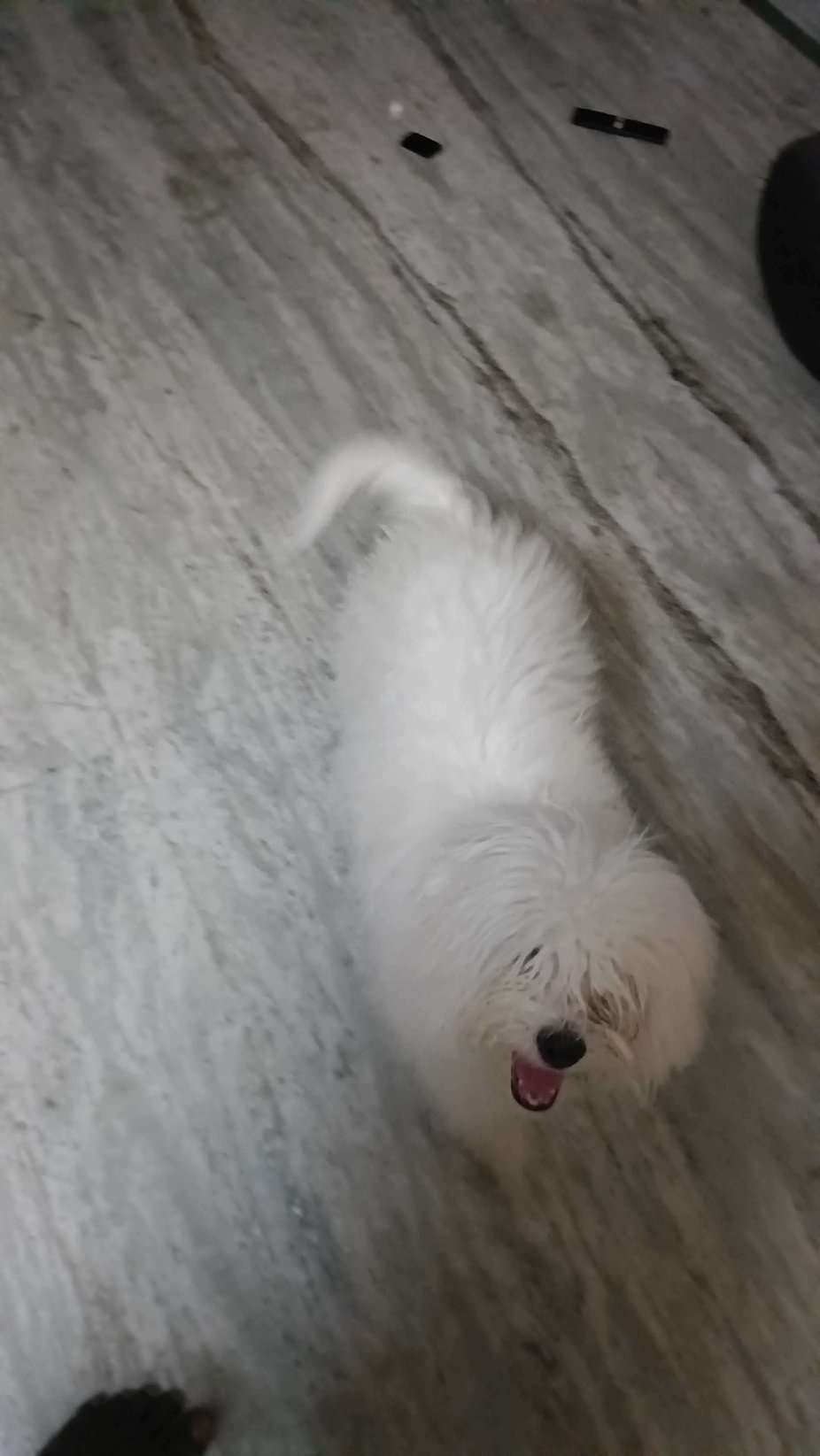 Lhasapoo For Sale In Hyderabad