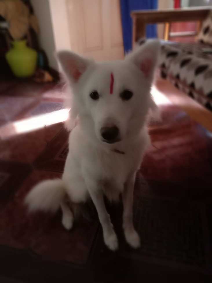 Indian Spitz Dogs For Mating In Chennai