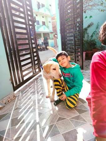 Labrador Retriever For Adoption In Sagar MP