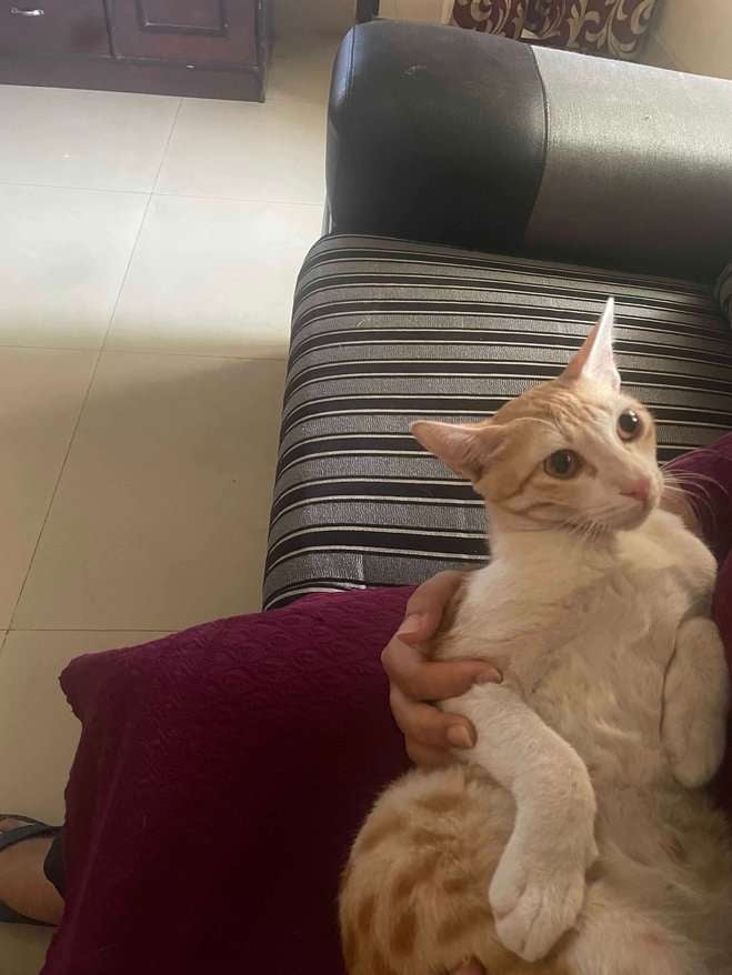Indian Breed For Adoption In Hyderabad