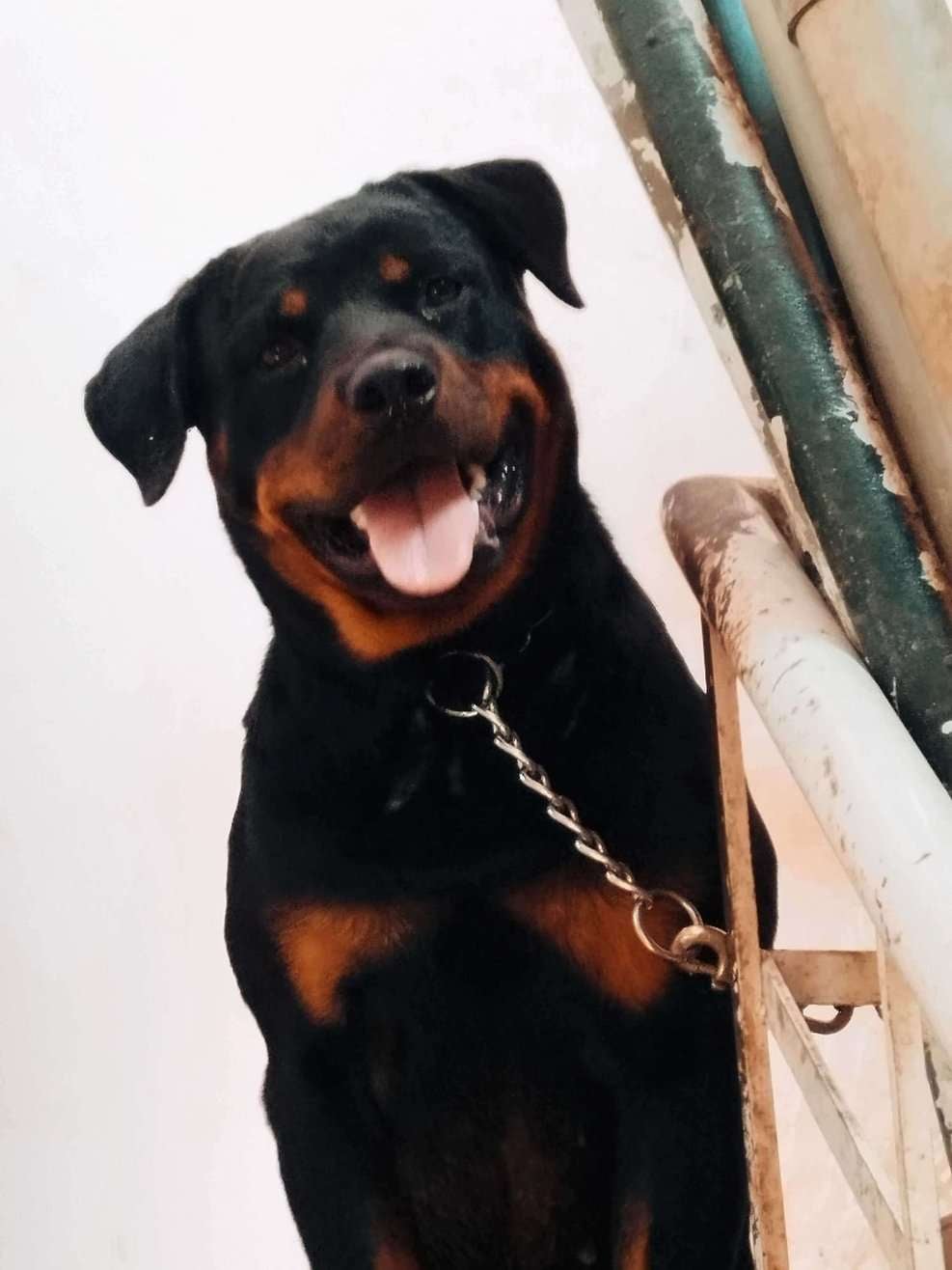Rottweiler Dogs For Mating In Tiruvannamalai