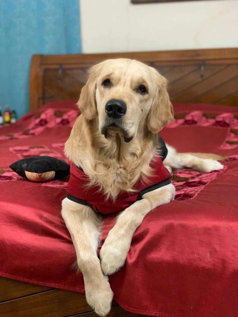 Golden Retriever Dogs For  Mating In Nagpur
