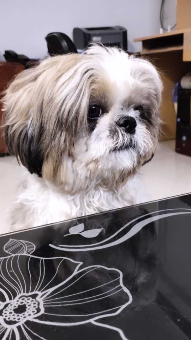 Shih Tzu Dogs For Mating In Indore