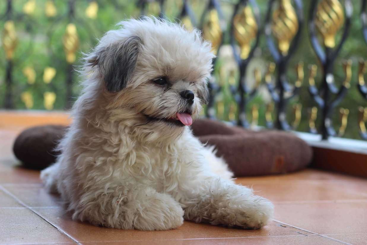 Shih Tzu Dogs For Mating In Vijayawada